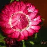 Xerochrysum bracteatum Flower