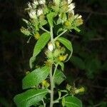 Inula conyza Mosusu
