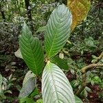Palicourea colorata Leaf