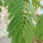 Albizia julibrissin Lehti