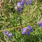 Geranium pratenseBlomst