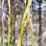 Carex alba Floare
