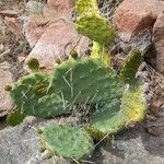 Opuntia penicilligera