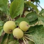 Malus sylvestrisПлод