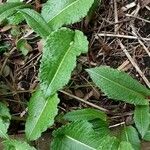 Dipsacus sativus Leaf