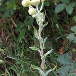 Helichrysum foetidum ശീലം