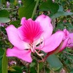 Bauhinia purpurea Blomst