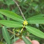 Euphorbia articulata Kvet