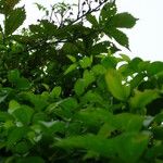 Asparagus asparagoides Blatt