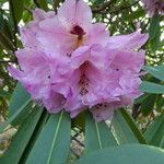 Rhododendron sutchuenense Blüte
