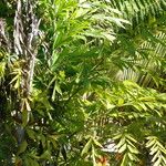 Caryota urens Leaf