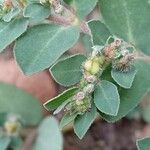 Euphorbia prostrata Fruit