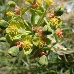 Euphorbia cassia Flower