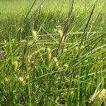 Carex vesicaria عادت داشتن