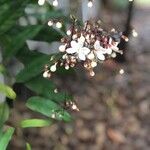 Clerodendrum laevifolium Flower