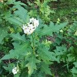 Solanum carolinense Flor