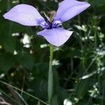 Herbertia lahue Lorea