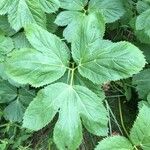 Peucedanum ostruthium Leaf