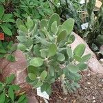 Kalanchoe dinklagei Агульны выгляд