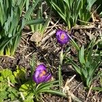 Crocus vernus (L.) HillBlomma