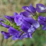 Medicago sativa Blomst