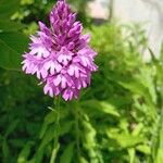 Anacamptis pyramidalisŽiedas