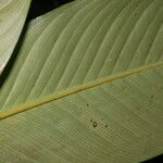 Hylaeanthe unilateralis Hoja
