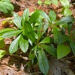 Chimaphila umbellata Ліст