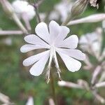 Silene italica Kwiat