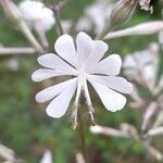 Silene italica Blüte