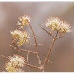 Combretum mossambicense Kvet