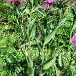 Centaurea uniflora Habit