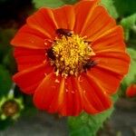 Tithonia rotundifoliaപുഷ്പം