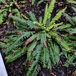 Blechnum spicant Habitatea