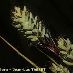 Carex buxbaumii 花