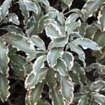 Pittosporum tenuifolium Folha