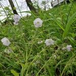 Phacelia bipinnatifida Flower