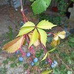 Parthenocissus insertaFuelha