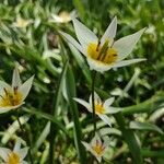 Tulipa turkestanica Flor