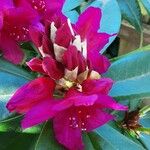 Rhododendron ferrugineum Blüte