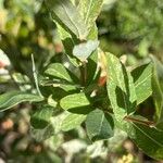 Salix integraLeaf