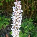 Francoa appendiculata Flower