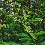 Ligustrum robustum ফুল