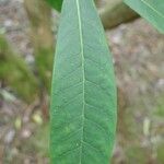 Rhododendron coriaceum Levél