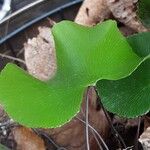 Adiantum reniforme Folio