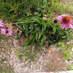 Echinacea angustifoliaFrunză