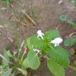 Galeopsis bifida Blatt