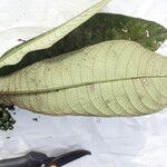 Psychotria konguensis Blad