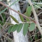 Vicia villosa Blad