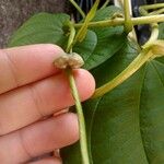 Dioscorea bulbifera 果實